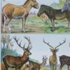 Mammifères exotiques et sauvages, planche zoologique 1930 – planche encadrée en décoration murale
