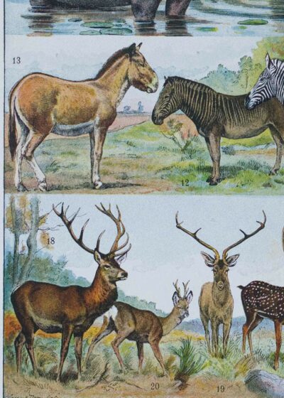 mammiferes-a12 Mammifères exotiques et sauvages, planche zoologique 1930