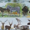 mammiferes-a13 Mammifères exotiques et sauvages, planche zoologique 1930