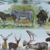 Mammifères exotiques et sauvages, planche zoologique 1930 – détail de la planche ancienne