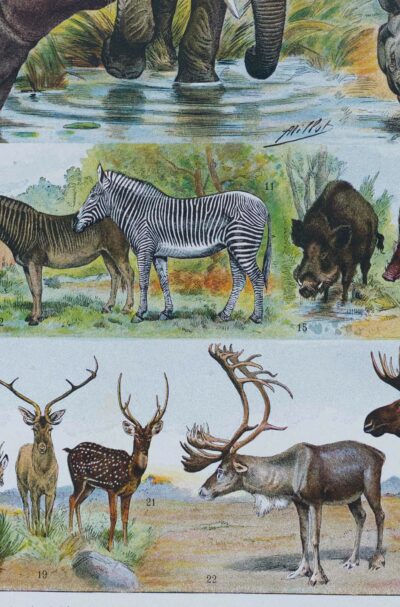mammiferes-a13 Mammifères exotiques et sauvages, planche zoologique 1930