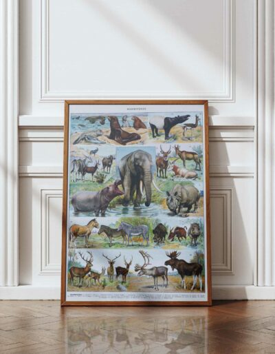 mammiferes-a14 Mammifères exotiques et sauvages, planche zoologique 1930