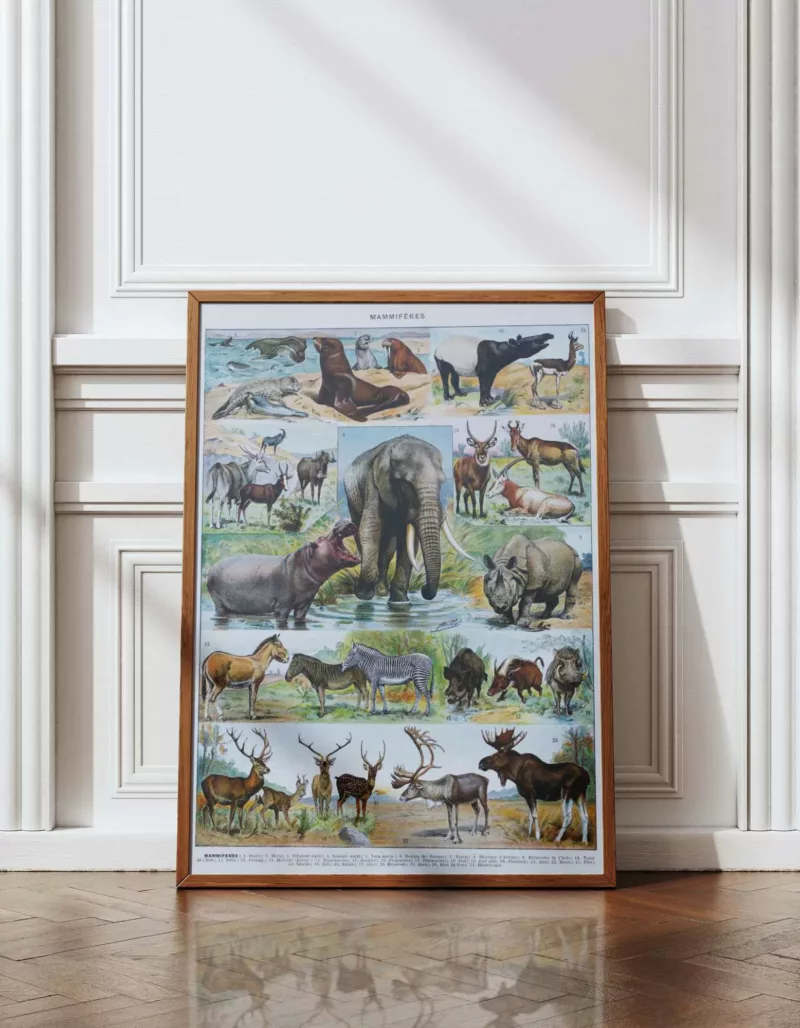 Mammifères exotiques et sauvages, planche zoologique 1930 – détail de la planche ancienne