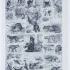 mammiferes-a20 Mammifères exotiques et sauvages, planche zoologique 1930