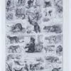 Mammifères exotiques et sauvages, planche zoologique 1930 – verso du document ancien