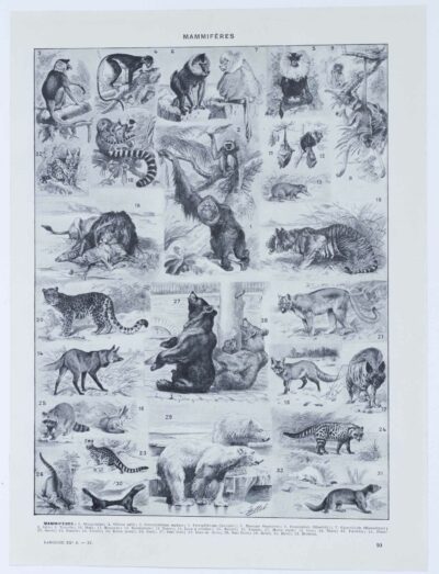 mammiferes-a20 Mammifères exotiques et sauvages, planche zoologique 1930