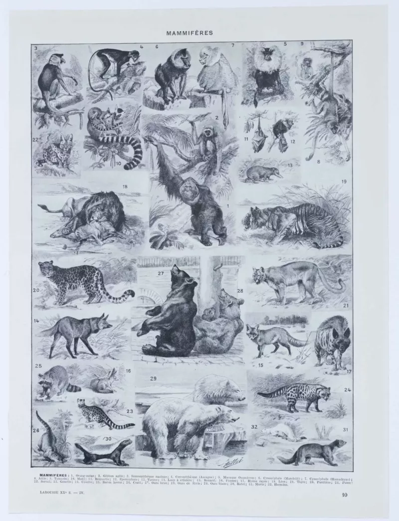 Mammifères exotiques et sauvages, planche zoologique 1930 – verso du document ancien