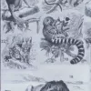 Mammifères exotiques et sauvages, planche zoologique 1930 – verso du document ancien