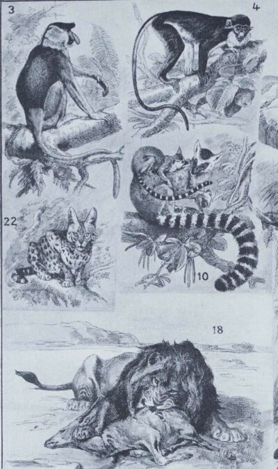 mammiferes-a21 Mammifères exotiques et sauvages, planche zoologique 1930