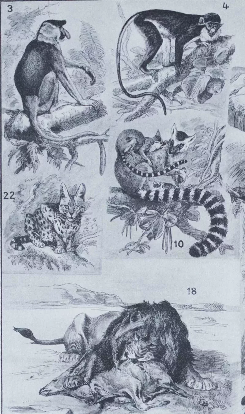 Mammifères exotiques et sauvages, planche zoologique 1930 – verso du document ancien