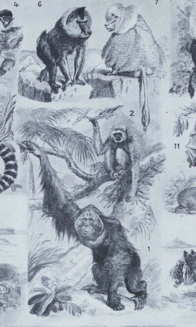 mammiferes-a22 Mammifères exotiques et sauvages, planche zoologique 1930