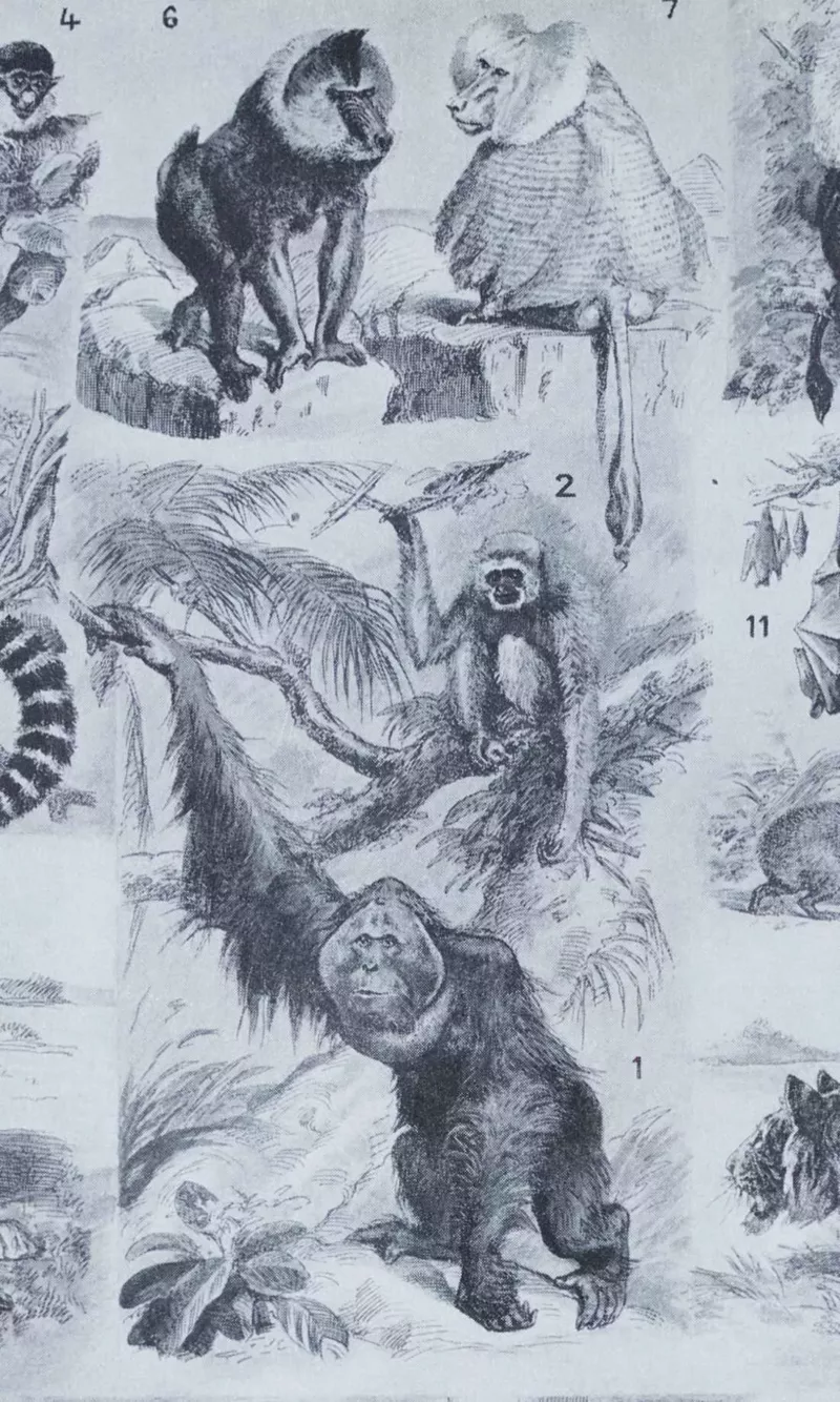 Mammifères exotiques et sauvages, planche zoologique 1930 – verso encadré en décoration murale