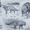 mammiferes-a23 Mammifères exotiques et sauvages, planche zoologique 1930