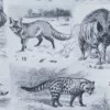 Mammifères exotiques et sauvages, planche zoologique 1930 – détail du verso