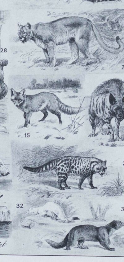 mammiferes-a23 Mammifères exotiques et sauvages, planche zoologique 1930