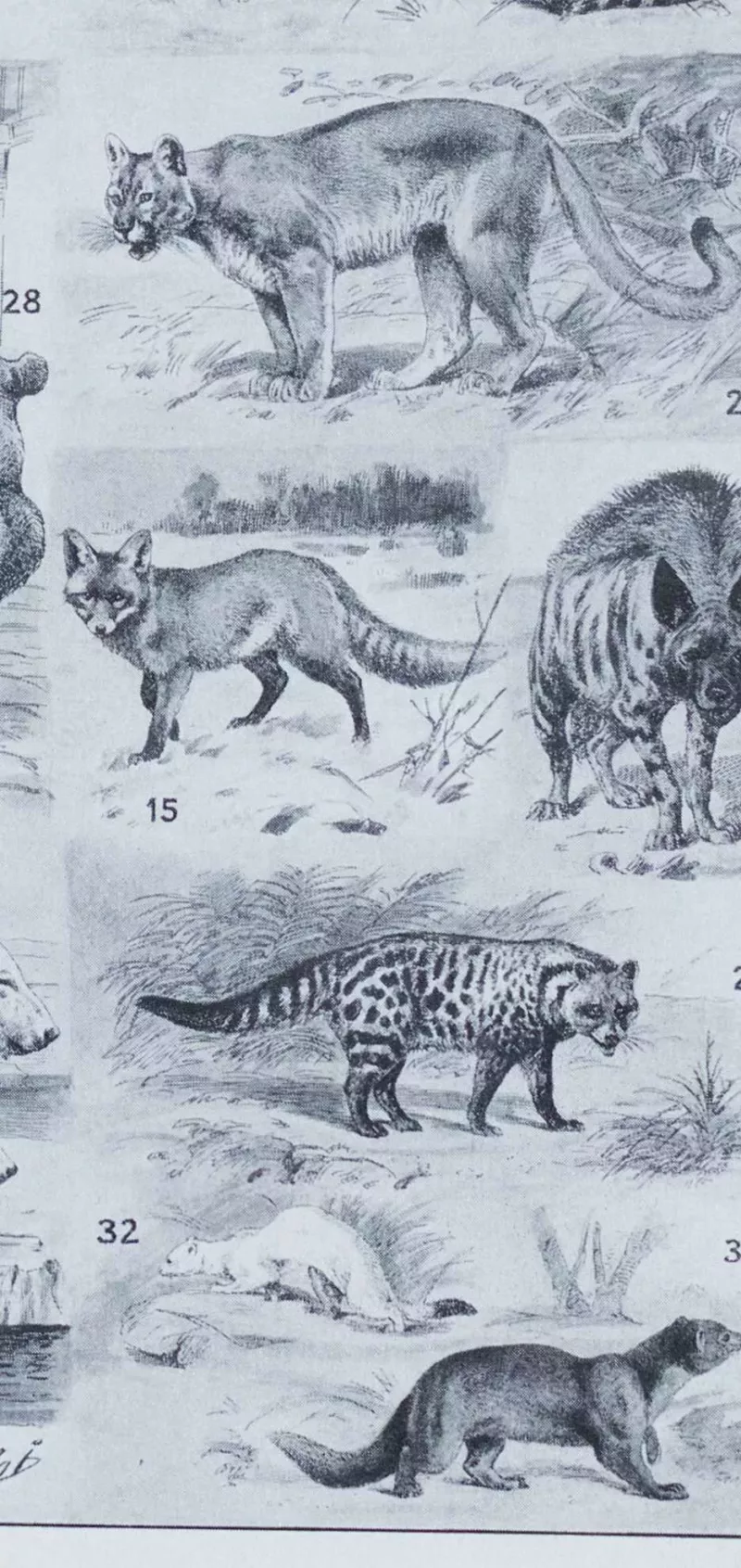 Mammifères exotiques et sauvages, planche zoologique 1930 – détail du verso