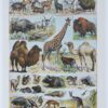 mammiferes-a50.jpg Mammifères sauvages et domestiques, planche zoologique 1930