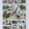 Mammifères sauvages et domestiques, planche zoologique 1930