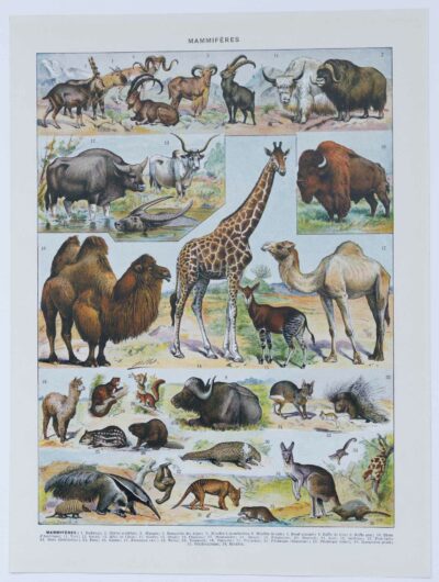 mammiferes-a50.jpg Mammifères sauvages et domestiques, planche zoologique 1930