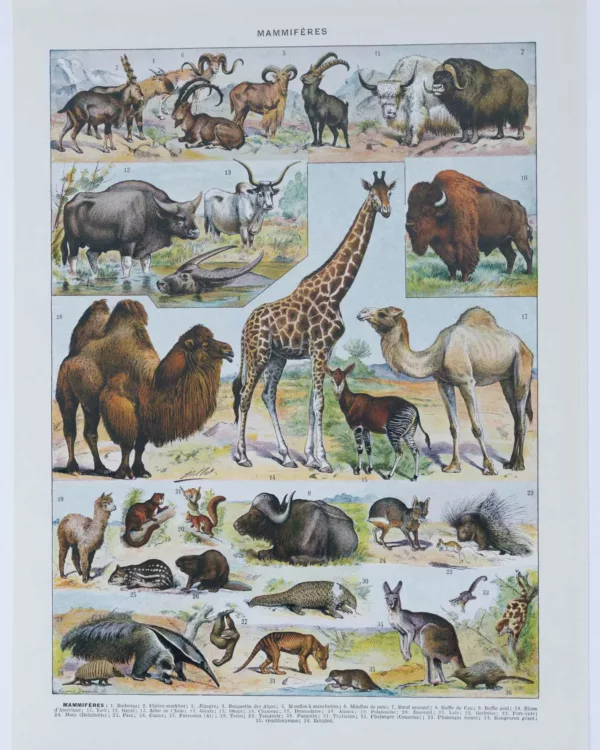 Mammifères sauvages et domestiques, planche zoologique 1930