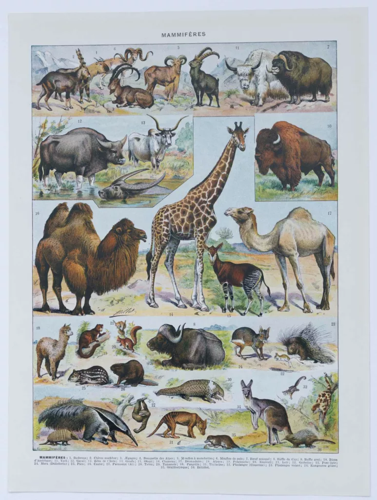 Mammifères sauvages et domestiques, planche zoologique 1930