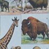 mammiferes-a51.jpg Mammifères sauvages et domestiques, planche zoologique 1930