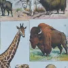 Mammifères sauvages et domestiques, planche zoologique 1930