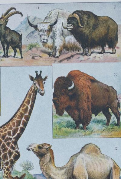 mammiferes-a51.jpg Mammifères sauvages et domestiques, planche zoologique 1930
