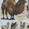mammiferes-a52.jpg Mammifères sauvages et domestiques, planche zoologique 1930