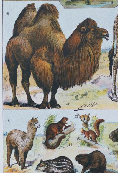 mammiferes-a52.jpg Mammifères sauvages et domestiques, planche zoologique 1930