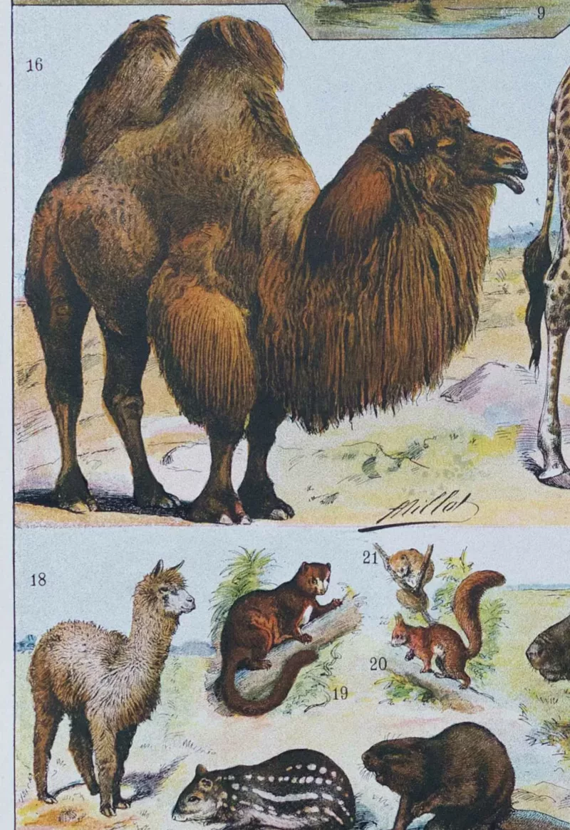 Mammifères sauvages et domestiques, planche zoologique 1930
