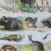 mammiferes-a53.jpg Mammifères sauvages et domestiques, planche zoologique 1930
