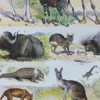 Mammifères sauvages et domestiques, planche zoologique 1930