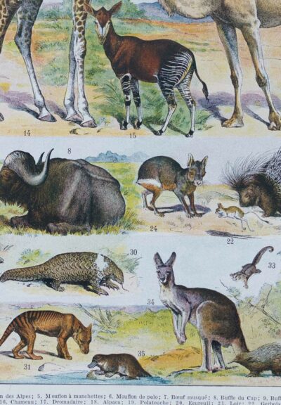 mammiferes-a53.jpg Mammifères sauvages et domestiques, planche zoologique 1930