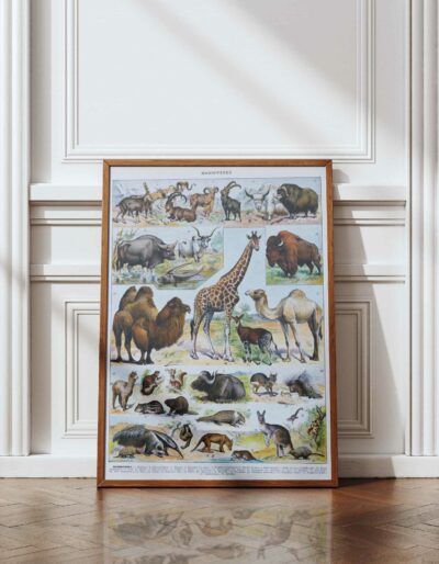 mammiferes-a54.jpg Mammifères sauvages et domestiques, planche zoologique 1930