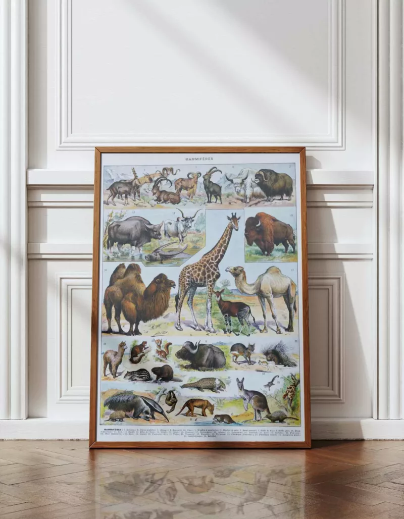 Mammifères sauvages et domestiques, planche zoologique 1930