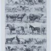mammiferes-a60.jpg Mammifères sauvages et domestiques, planche zoologique 1930