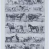 Mammifères sauvages et domestiques, planche zoologique 1930