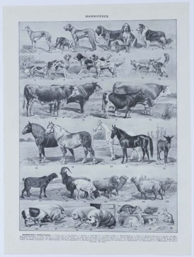 mammiferes-a60.jpg Mammifères sauvages et domestiques, planche zoologique 1930