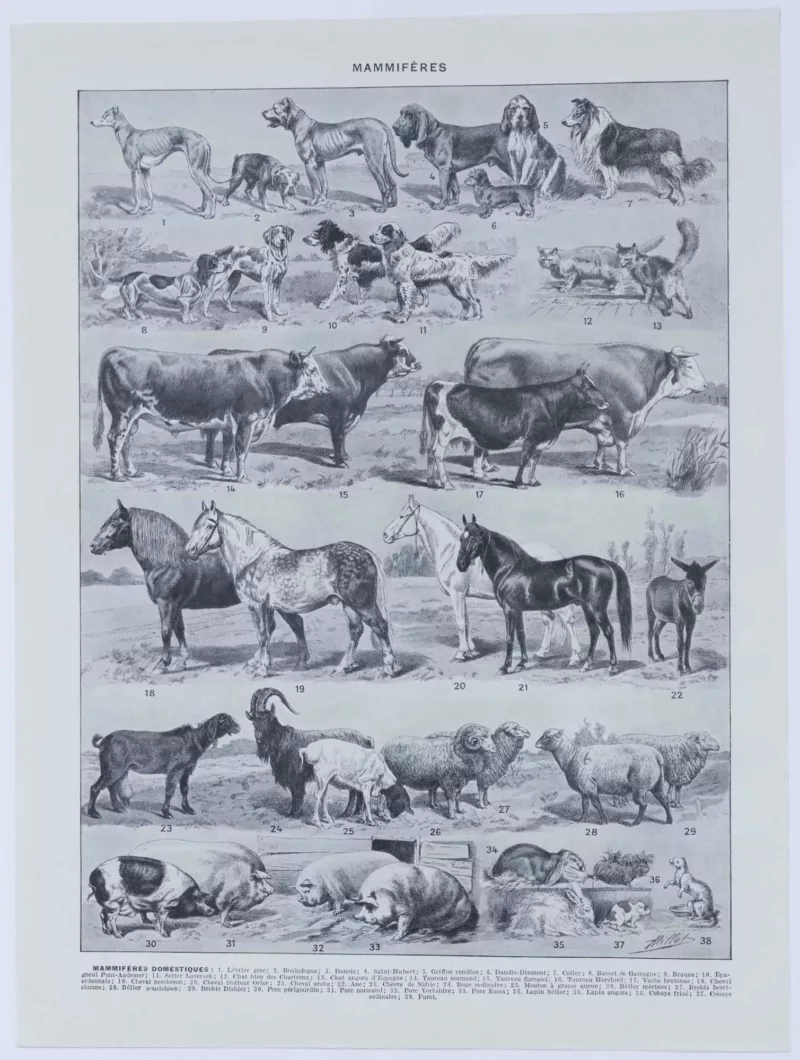 Mammifères sauvages et domestiques, planche zoologique 1930