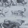 mammiferes-a61.jpg Mammifères sauvages et domestiques, planche zoologique 1930