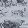 Mammifères sauvages et domestiques, planche zoologique 1930