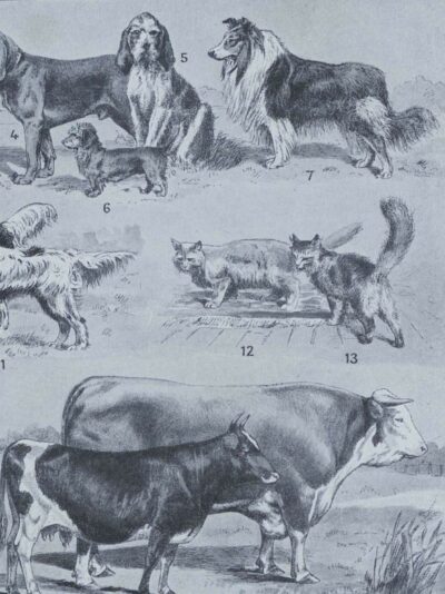 mammiferes-a61.jpg Mammifères sauvages et domestiques, planche zoologique 1930