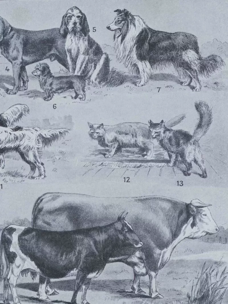 Mammifères sauvages et domestiques, planche zoologique 1930