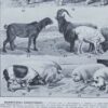 mammiferes-a62.jpg Mammifères sauvages et domestiques, planche zoologique 1930
