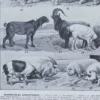 Mammifères sauvages et domestiques, planche zoologique 1930