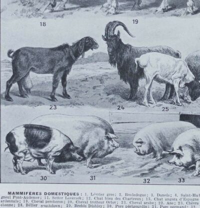 mammiferes-a62.jpg Mammifères sauvages et domestiques, planche zoologique 1930