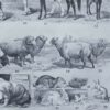 mammiferes-a63.jpg Mammifères sauvages et domestiques, planche zoologique 1930