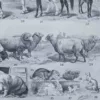 Mammifères sauvages et domestiques, planche zoologique 1930