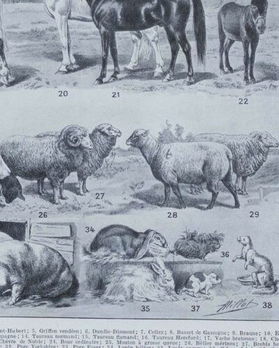 mammiferes-a63.jpg Mammifères sauvages et domestiques, planche zoologique 1930